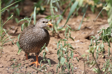 Natalfrankolin / Natal Francolin / Francolinus natalensis.
