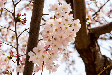 Cherry blossom in spring for background or copy space for text