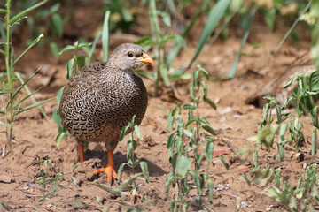 Natalfrankolin / Natal Francolin / Francolinus natalensis.