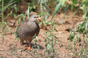 Natalfrankolin / Natal Francolin / Francolinus natalensis.