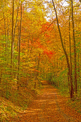 Secluded Forest Road in the Fall