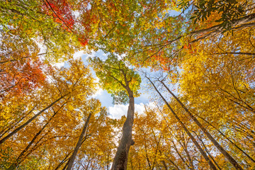 Looking up to Colorful Fall Forest