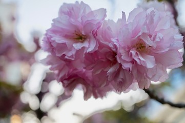 日本の春の満開の桜の花