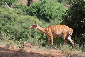 Nyala / Nyala / Tragelaphus angasii.