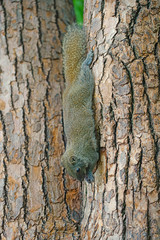 A squirrel upside down going down a tree trunk in Hangzhou, China