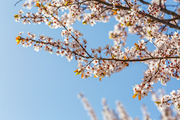 Ye Li, purple flowers ，Prunus Cerasifera Ehrhar f. atropurpurea，Prunus Cerasifera