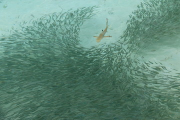 モルディブ　海抜ゼロの青の世界　サメと戯れる魚たち