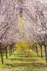 Ye Li, purple flowers ，Prunus Cerasifera Ehrhar f. atropurpurea，Prunus Cerasifera