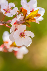 Ye Li, purple flowers ，Prunus Cerasifera Ehrhar f. atropurpurea，Prunus Cerasifera
