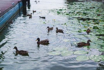 Ducks swimming in formation in the clear blue lake in summer day