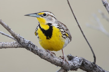 bird on a branch
