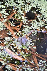Columbia Spotted Frog The Spotted Frog is a large brown true frog with ill defined spots . Maximum adult size is 10 cm.The two species of Spotted Frogs are very similar .The Columbia Spotted Frog diff