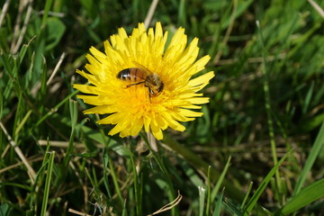 Honeybee on a Dandelion 6