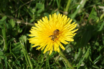 Honeybee on a Dandelion 8