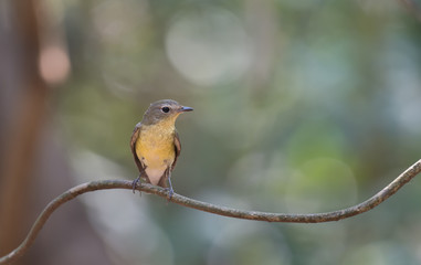 Yellow-rumped Flycatcher	female on branch in nature