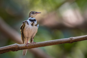 ‎Forest Wagtail on the branches in the hot air