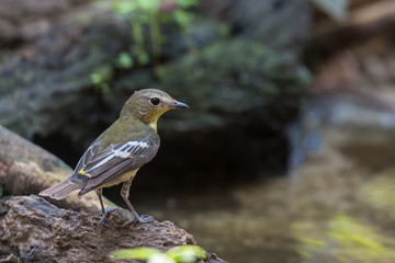 Yellow-rumped Flycatcher	female By the pond in nature