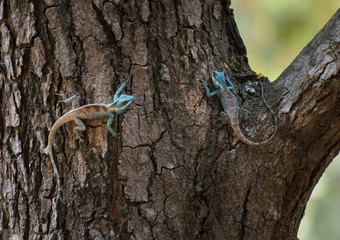 Male chameleon With female lizards on the tree