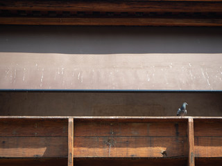 Pigeon standing still,LHONG ,Bangkok,Thailand