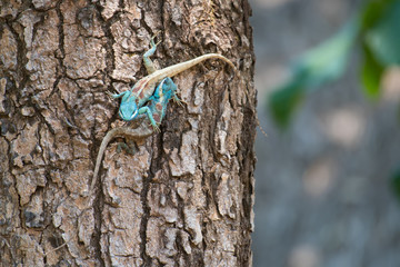 Male chameleon With female lizards on the tree