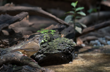 Abbott's Babbler on branch in nature.