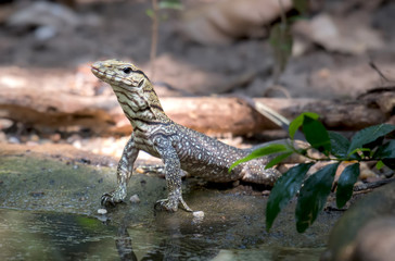 lizard on the waterfront in nature.