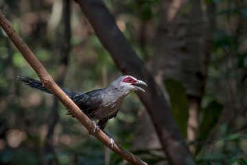 Green-billed Malkoha on branch in nature.