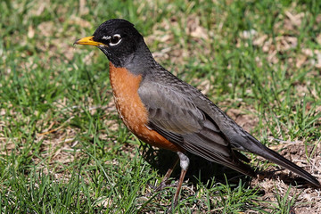 robin on green grass