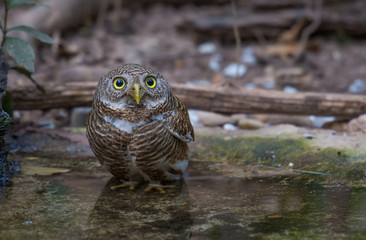 Asian Barred Owlet In the water in nature.