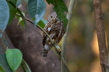 Asian Barred Owlet on branch in nature.