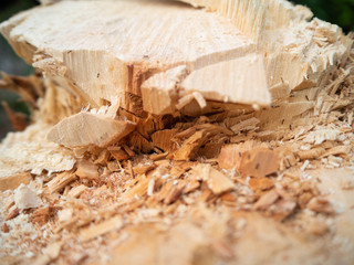 Tree cut,Cut Wood texture,Garden home,Thailand