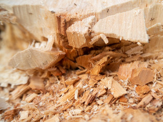 Tree cut,Cut Wood texture,Garden home,Thailand