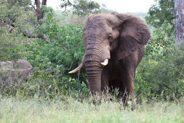 Afrikanischer Elefant / African elephant / Loxodonta africana