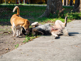 Two dog playing