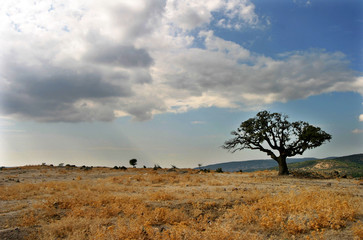 Obraz premium One tree in the nature