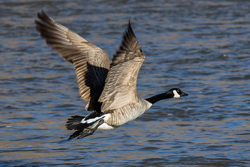 canada goose in flight © James