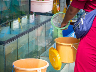 Release animals,Culture,Natakwan Temple,rayong,thialand