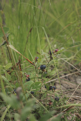Wild Berries