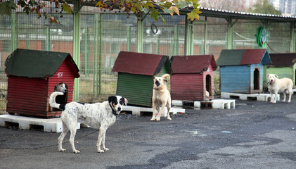 Dog shelter in Istanbul, Turkey.