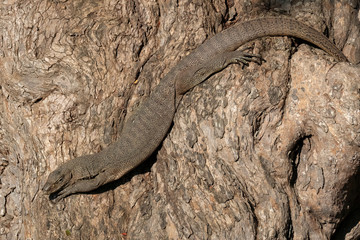 Land Monitor Lizard (Varanus bengalensis), Yala National Park, Sri Lanka