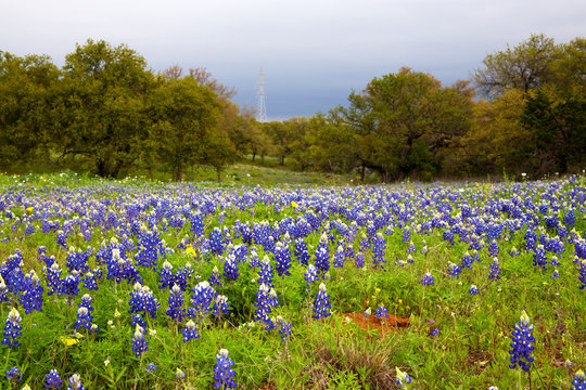 Bluebonnet Fields Near Fredericksberg, Texas on Willow City Loop