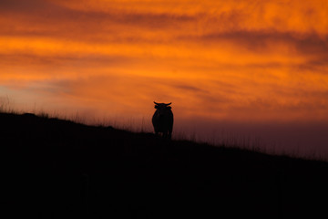 silhouette of a cow in sunset