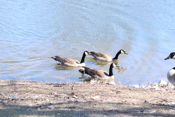 Naklejka premium geese in the lake 