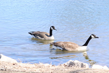 canadian geese on lake