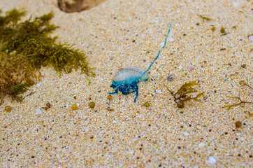 Blue jellyfish stranded on the beach among algae