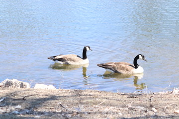canadian geese on the lake