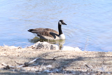 goose in the water