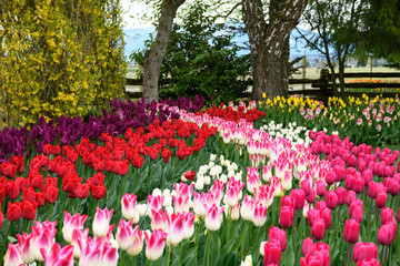 Bright and colorful tulips