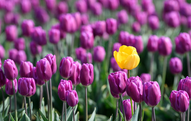 One yellow tulip in a sea of purple