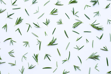 Fresh rosemary isolated on white.
